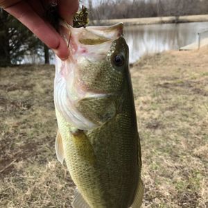 Meet your Posher, Keaton